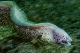Melesan, Serge: Moray eel