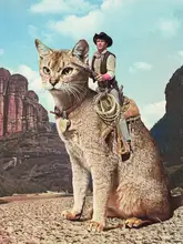 Artography, Vertigo: Cat Lone Ranger