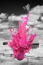 Skellern, Sue: Pink splash in Paddock