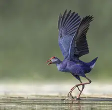 Ismail, Mohamed: African Swamphen