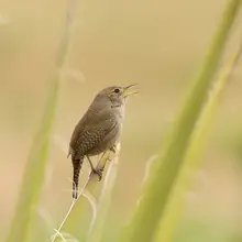 Cui, yang Xiang: Bird