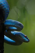 Pamungkas, Edy: Viper Blue