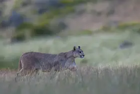 Dhesi, Rajat: Prowling Puma