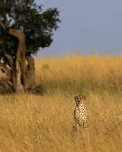 Chandar, Vinoth: A lonely Cheetah!