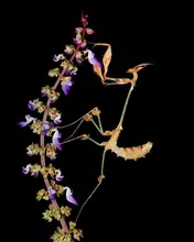 islam, al Nashruddin: Mantis empusa pennata