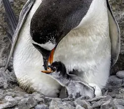 Hu, Gary: Gentoo penguin feeding her new born baby