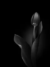 Son, van Greetje: Dutch glory in B&W