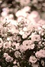 Sillen, Christina: Rose flowers