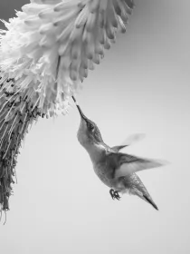 Chen, Li: Purely cute