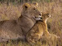 Jager, Henry: Baby Lion with Mother