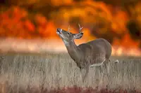 Kalathas, Nick: Autumn Fire