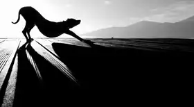 Frick, Christine: sun salutation