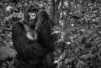 Lunney, Karen: Kwitonda Silverback