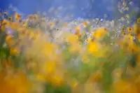 George, Andrew: A tribute to Monet