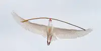 Forns, Alfred: Carrying Big Stick