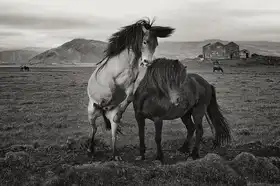 Gasperlin, Izidor: Wild horses