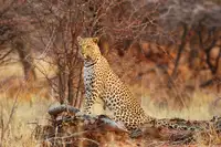 Beltrame, Tamara: Queen of the Bush