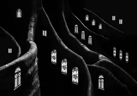 Hammer, Jacqueline: Windows of the Forest