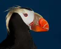 Forns, Alfred: Tufted Puffin