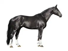 Unknown: Black horse