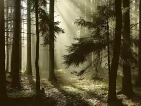 Unknown: Magic sun rays through the trees