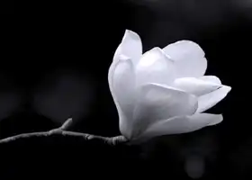 Unknown: Black and white magnolia