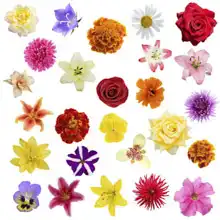 Unknown: Collage from flowers on a white background