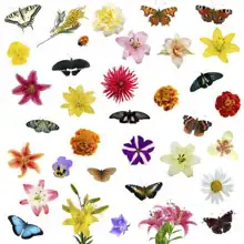 Unknown: Butterflies and flowers on a white background