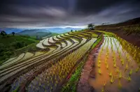 Tetra: Unseen Rice Field