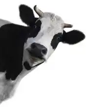 Unknown: Funny cow