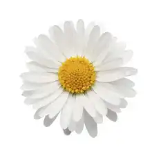 Unknown: Daisy