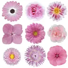 Unknown: Pink flowers on a white background