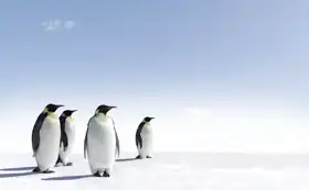 Unknown: Penguins in Antarctica