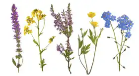 Unknown: Collection of wild flowers
