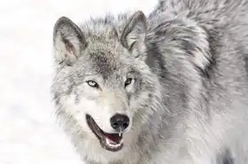 Unknown: Beauty of wolves