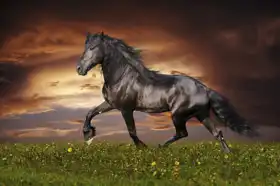 Unknown: Black Friesian horse trotting