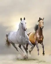 Unknown: Horses galloping
