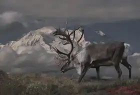 Unknown: Reindeer and Mt. McKinley, Denali National Park, Alaska