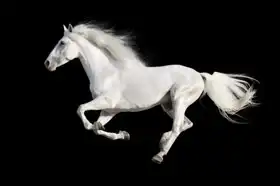 Unknown: White Andalusian horse
