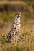 Alnaser, Mohammed: Funny Cheetah