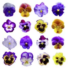 Unknown: Pansies on a white background