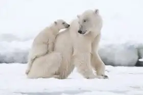 Unknown: Polar bear with cub