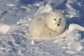 Unknown: Polar fox