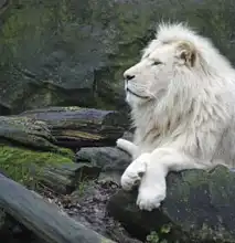 Unknown: White lion
