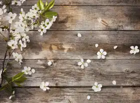 Unknown: Flowers on a wooden background