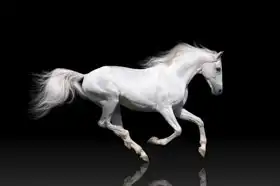 Unknown: White horse at the gallop