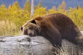Unknown: Bear in Alaska