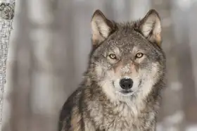 Unknown: Grey Wolf