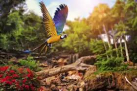 Unknown: Ara parrot