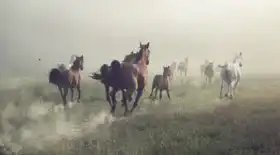 Unknown: Horses in the Dust
